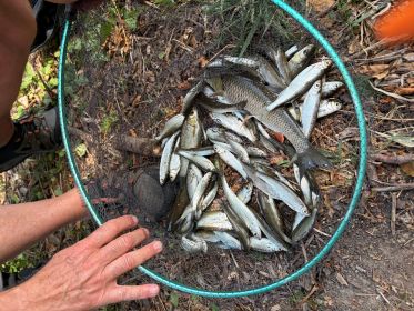 bourriche 95 poissons